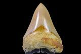 Serrated Megalodon Tooth - Indonesia #154617-2